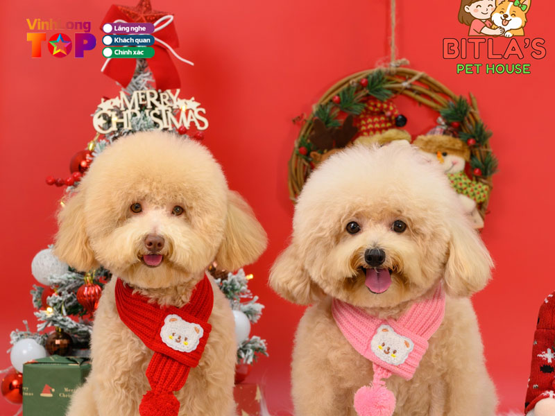 Bitlas-pet-house-vinhlongtoplist