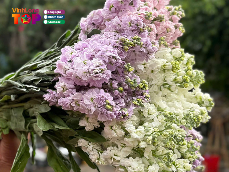 Hoa-tuoi-hieu-vinhlongtoplist