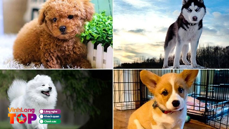 Top-5-dia-chi-ban-cho-canh-tai-vinh-long-giong-dep-thuan-vinhlongtoplist