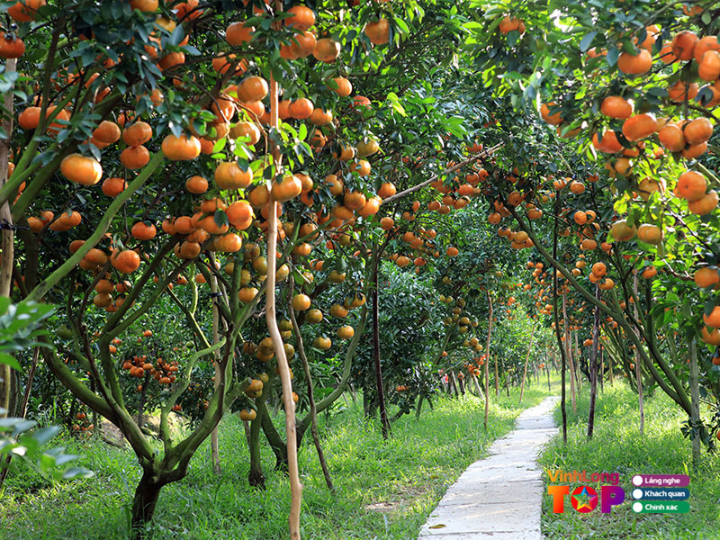 He-thong-vuon-trai-cay-miet-vuon-vinhlongtoplist